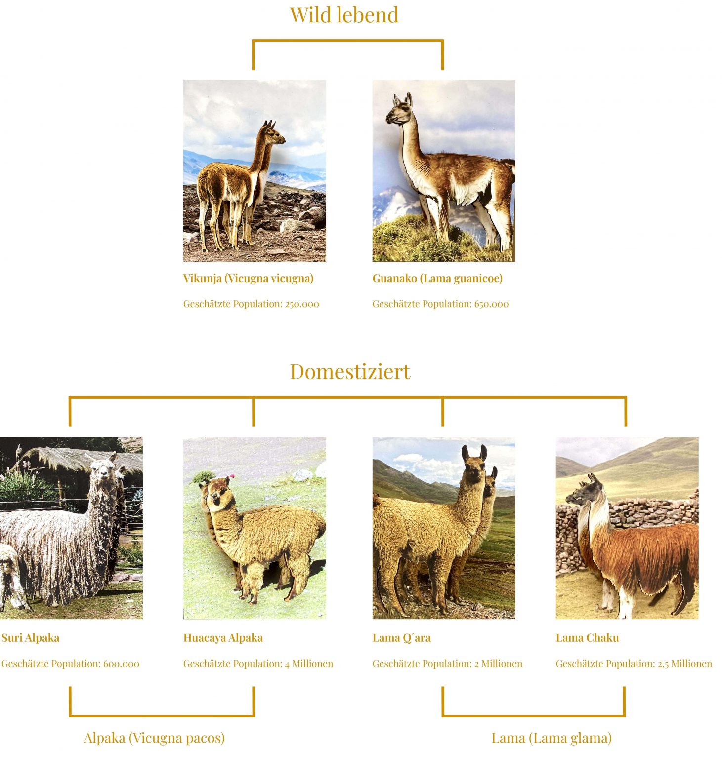 Südamerikanische Kamele I Alpakin Blog