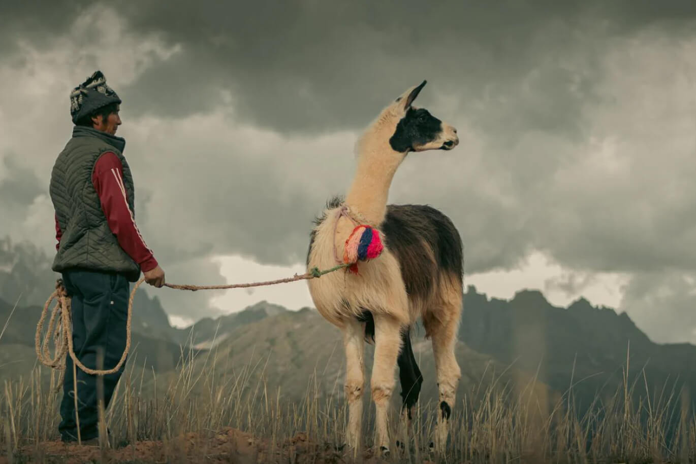 Unterschiede Lama und Alpaka I Alpakin Blog